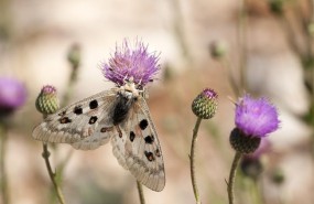 ep mariposala especia parnassius apollo ssp
