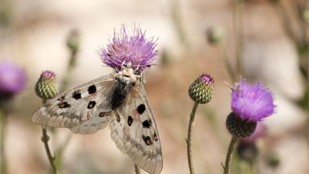 ep mariposala especia parnassius apollo ssp
