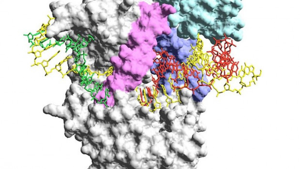 ep modelo 3d de la variante mejorada de la adn polimerasa de phi29 denominada qualify