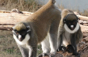 ep roban dos primates ancianas de un centro de rescate de fuente el saz
