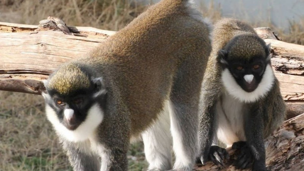 ep roban dos primates ancianas de un centro de rescate de fuente el saz
