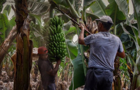ep archivo   dos agricultores llenos de ceniza recogen las pinas de platanos