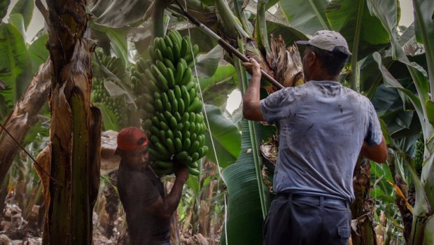 ep archivo   dos agricultores llenos de ceniza recogen las pinas de platanos