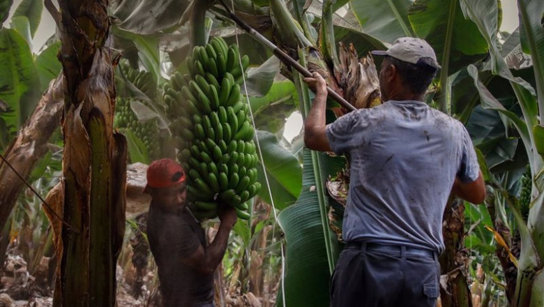 Archivo - Dos agricultores llenos de ceniza recogen las piñas de plátanos | Kike Rincón - Europa Press - Archivo ep archivo dos agricultores llenos de ceniza recogen las pinas de platanos