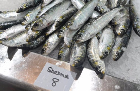ep archivo sardinas en las pescaderia ep archivo sardinas en las pescaderia