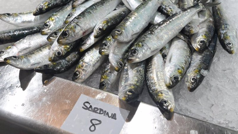 ep archivo sardinas en las pescaderia ep archivo sardinas en las pescaderia