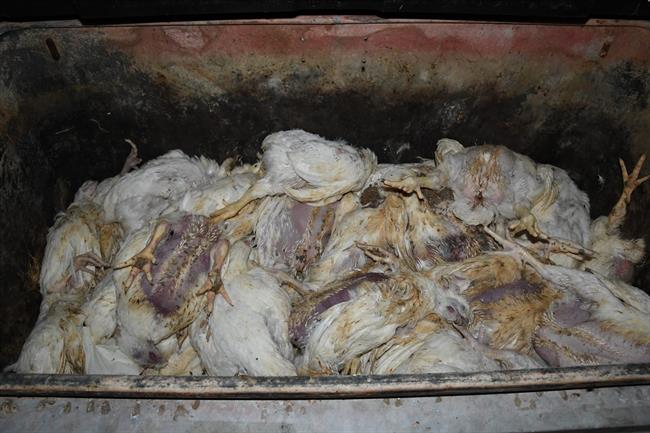 Contenedor con pollos muertos en una granja de pollos en el Reino Unido. | IGUALDAD ANIMAL ep contenedorpollos muertosuna granjapollosreino unido
