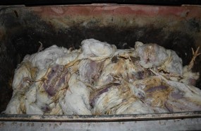ep contenedorpollos muertosuna granjapollosreino unido