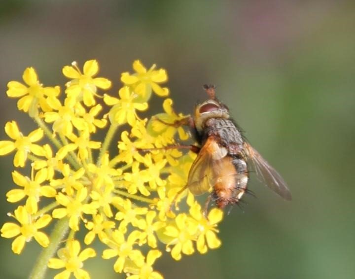 ep insecto en una flor
