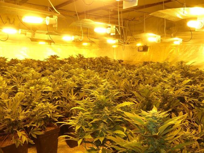 Marihuana CNP | POLICÍA NACIONAL - Archivo ep marihuana cnp