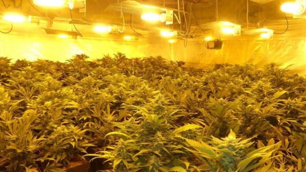 ep marihuana cnp