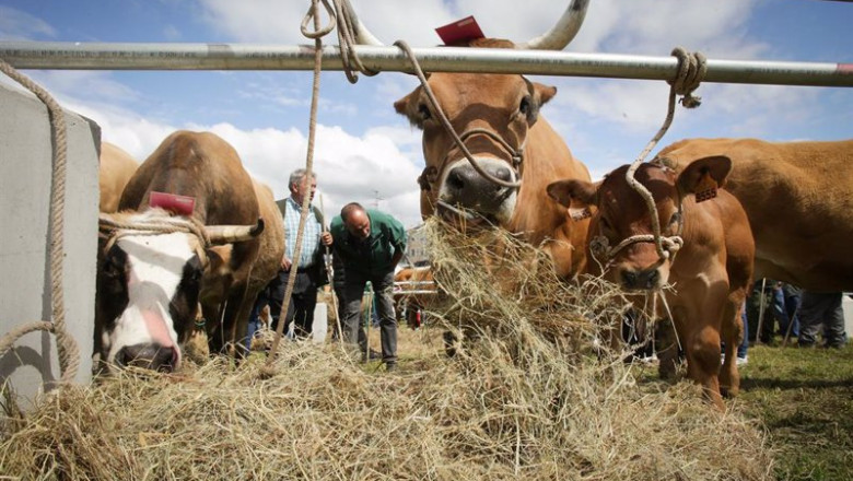 ep vacas 20230516140003 ep vacas 20230516140003