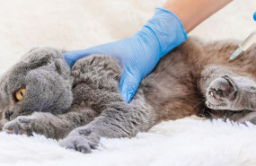 1589453509 animalshealth 1589453509 animalshealth