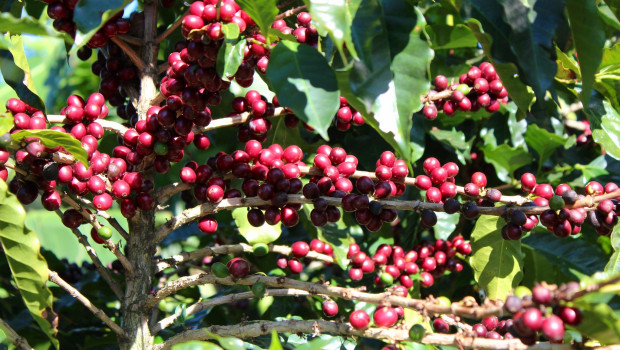 Coffee beans