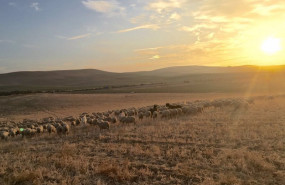 ep archivo   campo andaluz archivo