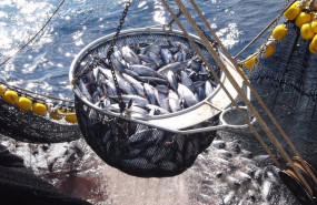 ep archivo   el 85 de las capturas de atun en el mundo procede de poblaciones en buen estado segun