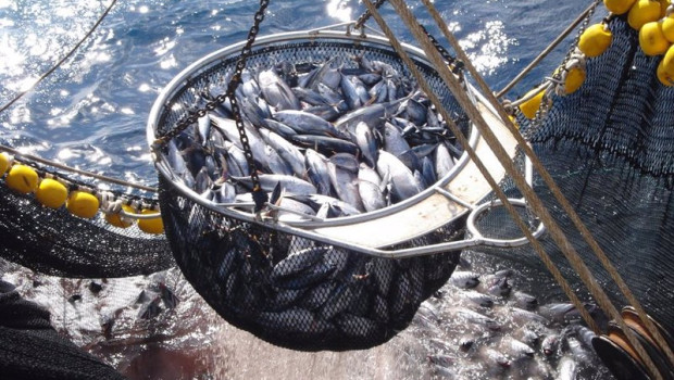 ep archivo   el 85 de las capturas de atun en el mundo procede de poblaciones en buen estado segun