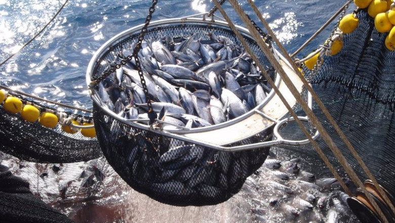 ep archivo el 85 de las capturas de atun en el mundo procede de poblaciones en buen estado segun ep archivo el 85 de las capturas de atun en el mundo procede de poblaciones en buen estado segun