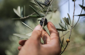 ep archivo   un hombre coge una aceituna de una rama de un olivo