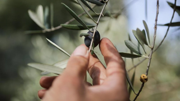 ep archivo   un hombre coge una aceituna de una rama de un olivo