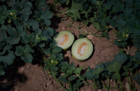 ep archivo   un melon partido por la mitad tras ser recogido de la planta imagen de archivo