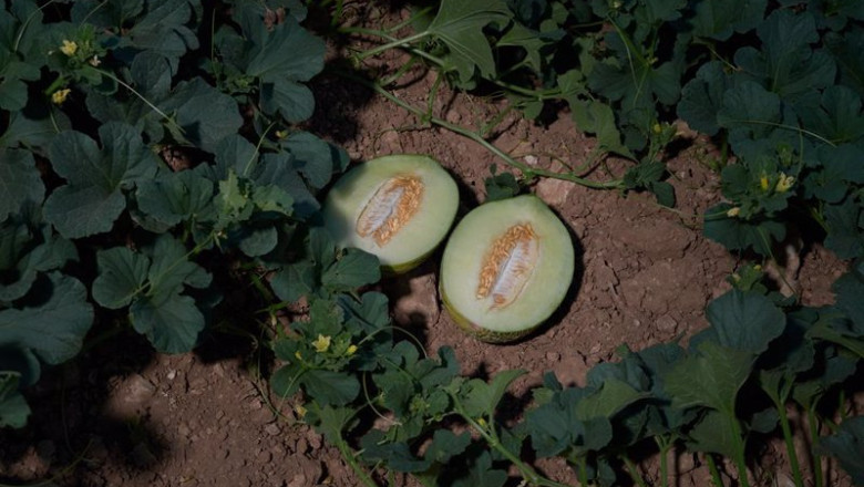ep archivo un melon partido por la mitad tras ser recogido de la planta imagen de archivo ep archivo un melon partido por la mitad tras ser recogido de la planta imagen de archivo