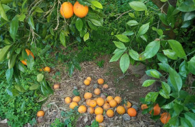 ep naranjas caidas