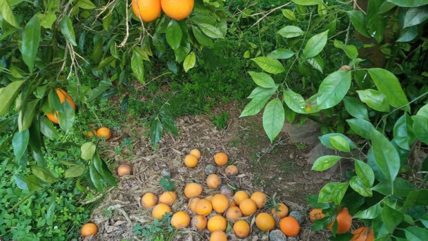 ep naranjas caidas