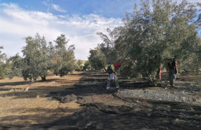 ep recogida de aceituna en un tajo de la provincia de jaen ep recogida de aceituna en un tajo de la provincia de jaen