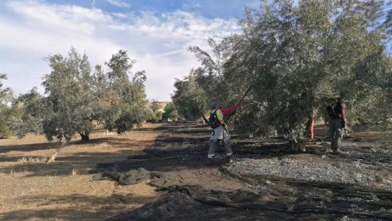 ep recogida de aceituna en un tajo de la provincia de jaen