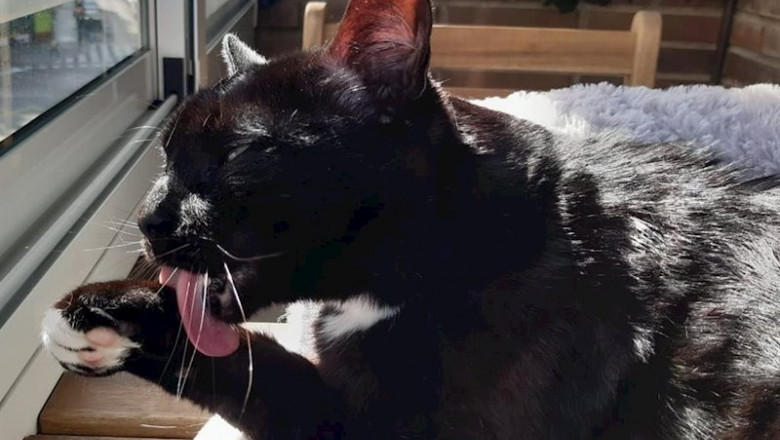 ep un gato