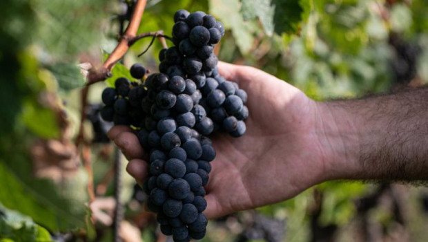 ep un trabajador de la bodega txabarri recoge uvas durante la vendimia