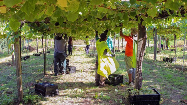ep vendimia en rias baixas