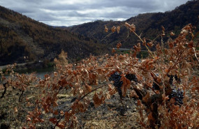 ep vinedos quemados de la parroquia de seadur en ourense