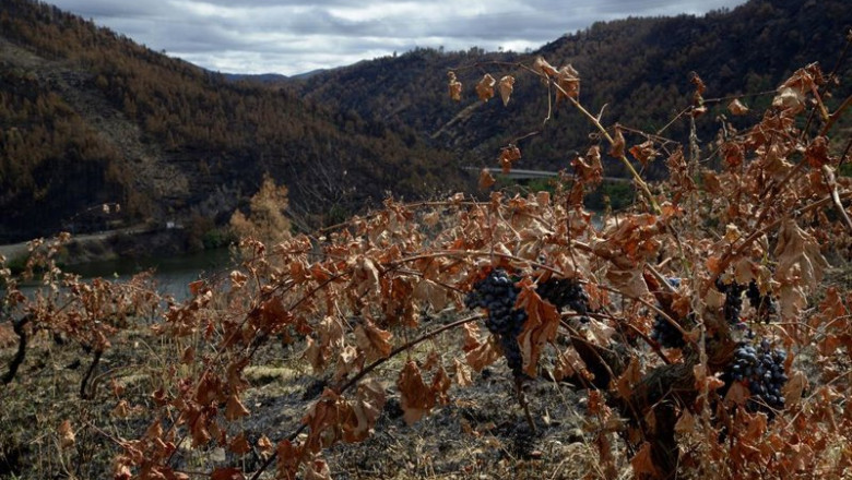 ep vinedos quemados de la parroquia de seadur en ourense