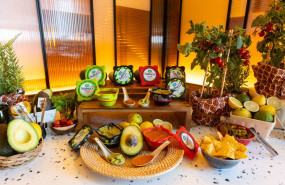 chovi salseo 013 1 1 1 1 chovi salseo 013 1 1 1 1