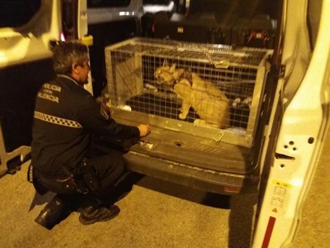 El animal ha sido entregado al centro de Primadomus en Villena (Alicante) | POLICÍA LOCAL ep animalsido entregadocentroprimadomusvillena alicante