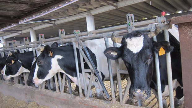 ep archivo   vacas 20220317081404