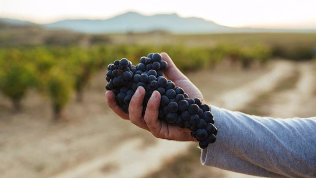 ep racimo de uva de vino de rioja