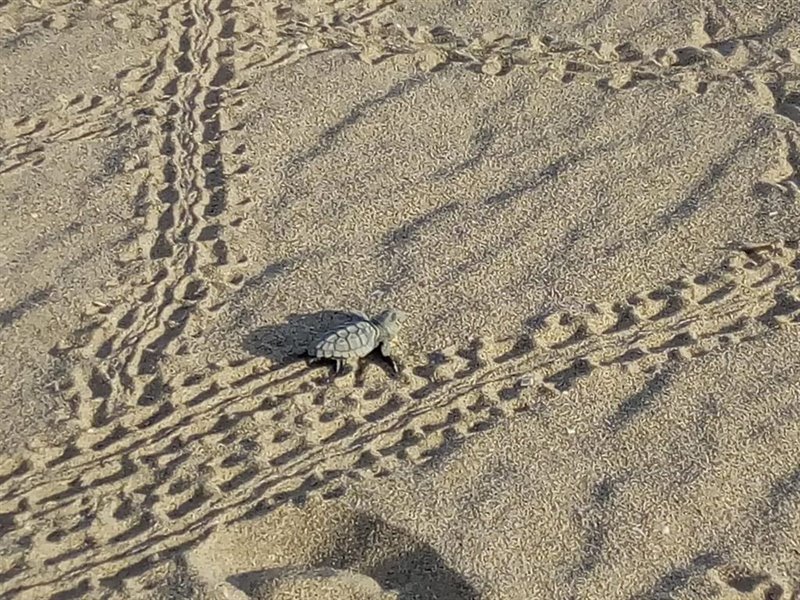 ep tortuga en la playa de castelldefels