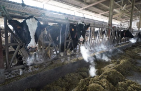 ep varias vacas en una ganaderia