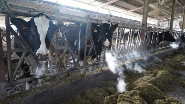 ep varias vacas en una ganaderia