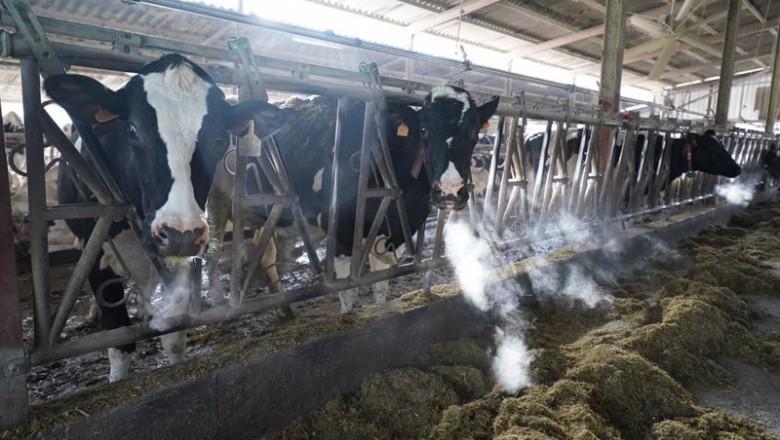 ep varias vacas en una ganaderia