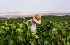ep vendimia de la uva en el marco de jerez ep vendimia de la uva en el marco de jerez
