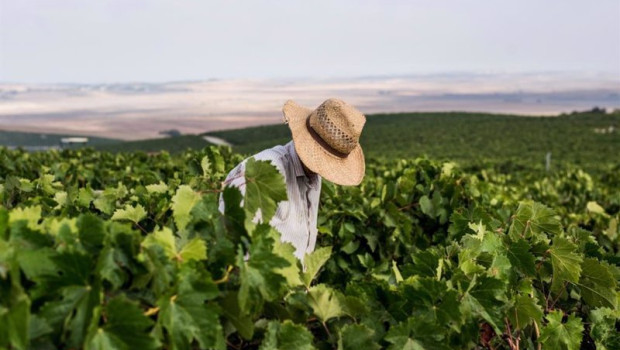 ep vendimia de la uva en el marco de jerez