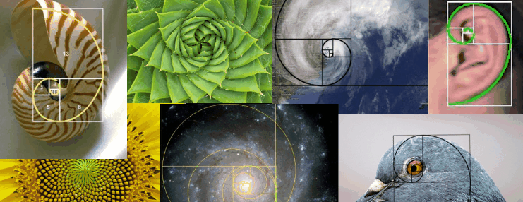 El número y la proporción áurea: Un fascinante enigma matemático. -  Bolsamania.com