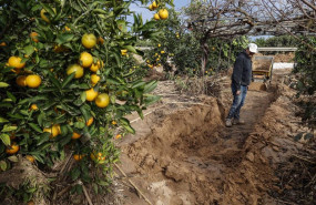 ep archivo   propietario y un perito agricola observan el campo de naranjos arrasado por la dana en