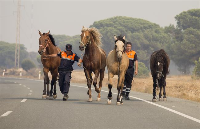 ep caballos rescatadosincendioa donana