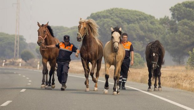 ep caballos rescatadosincendioa donana