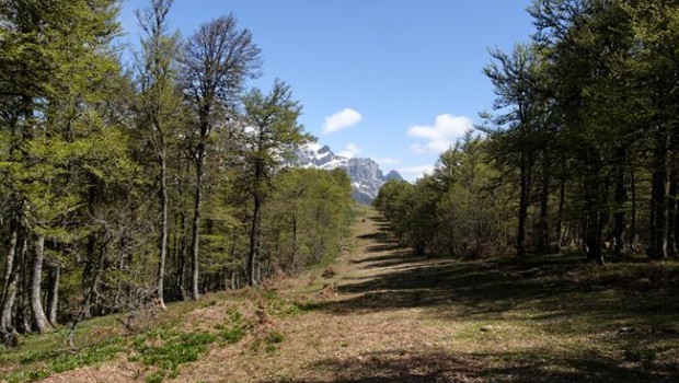 ep habitaturogallo cantabrico